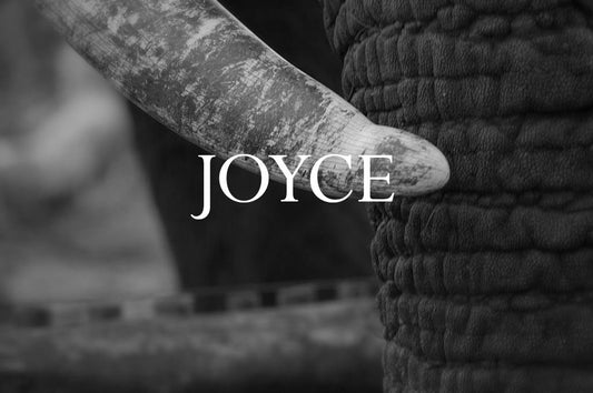 Elephant Blog