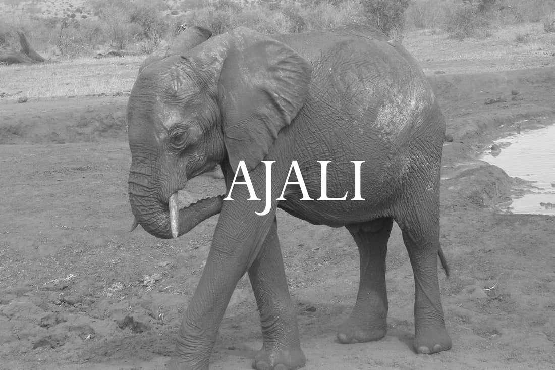 Elephant Blog