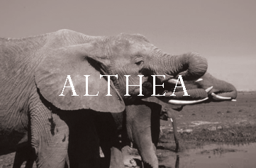 Elephant Blog
