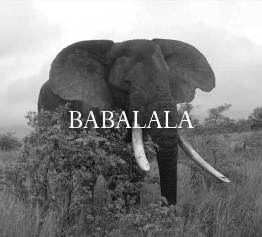 Elephant Blog
