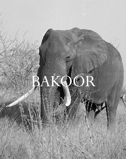 Elephant Blog