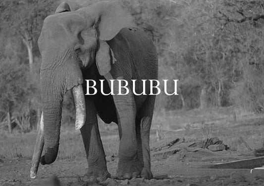 Elephant Blog