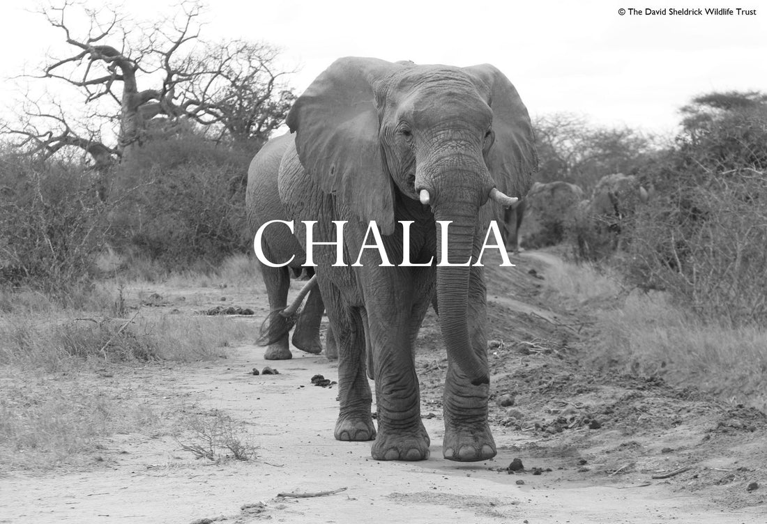 Elephant Blog