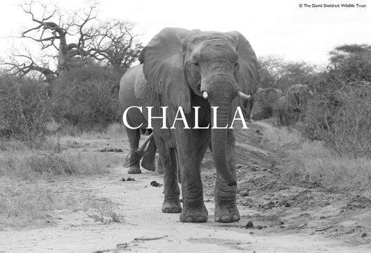 Elephant Blog