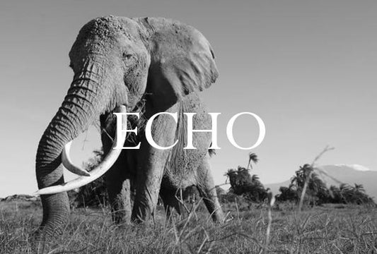 Elephant Blog