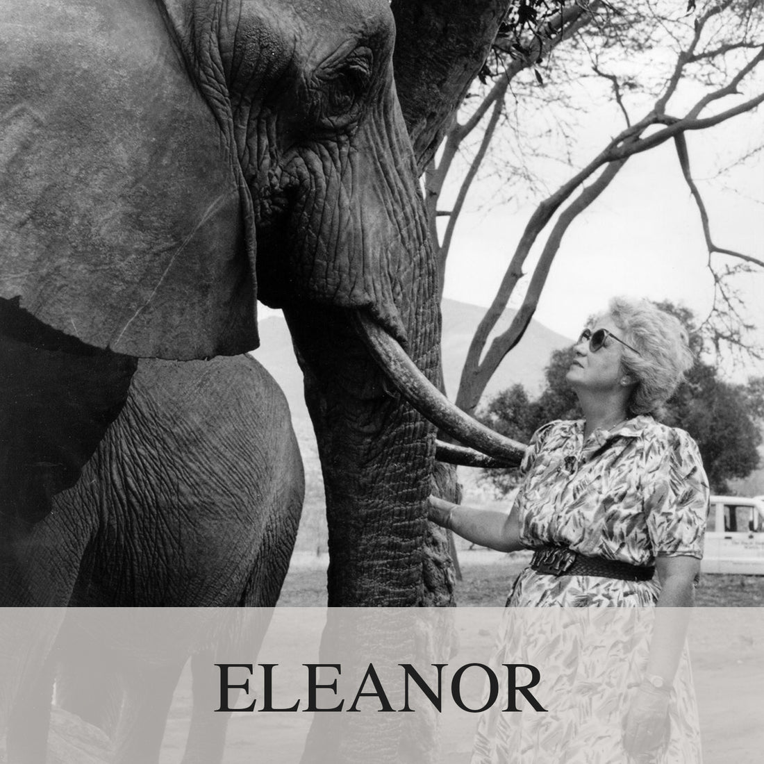 Elephant Blog