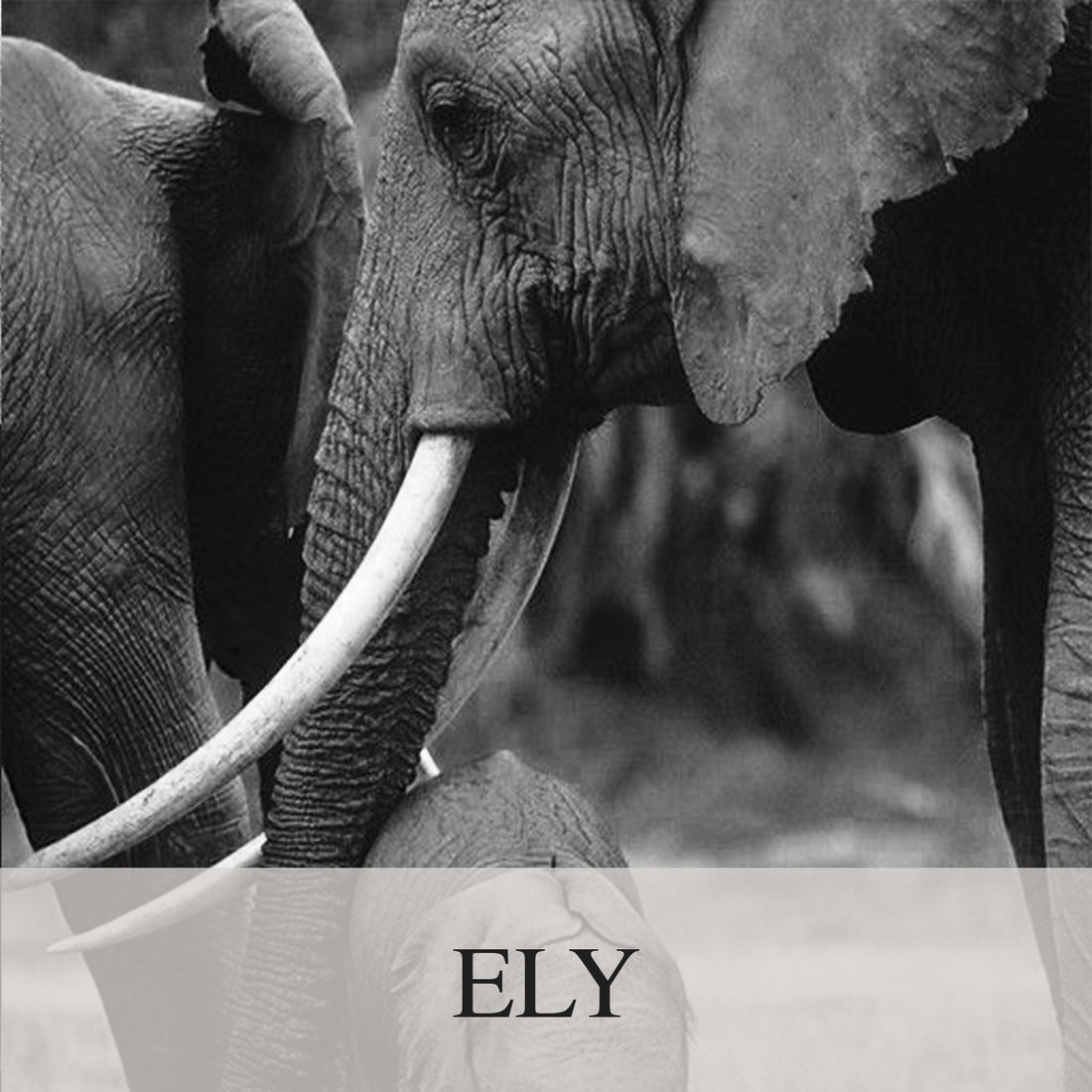Elephant Blog