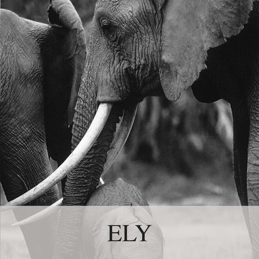 Elephant Blog