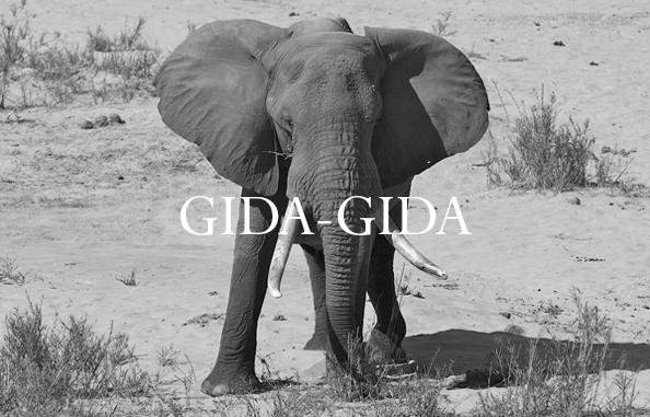 Elephant Blog