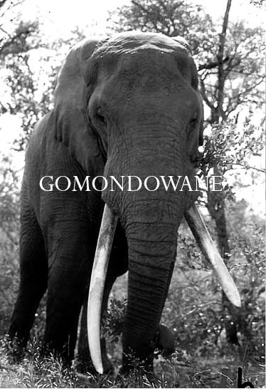 Elephant Blog