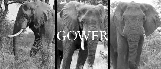 Elephant Blog