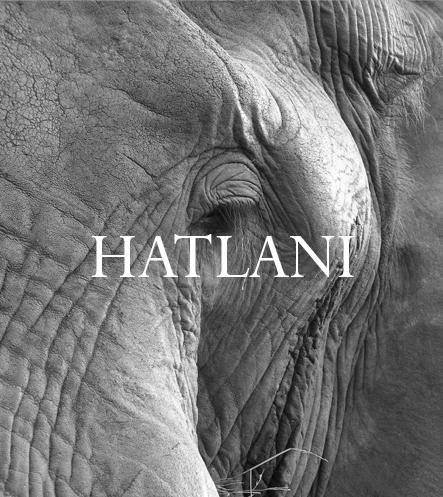 Elephant Blog