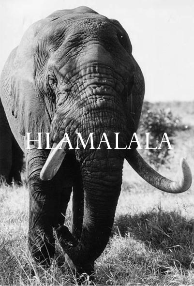 Elephant Blog