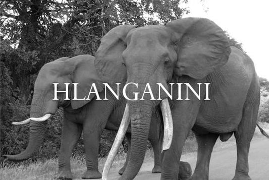 Elephant Blog