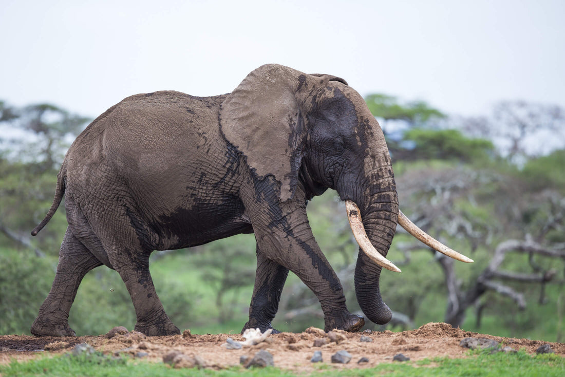 Elephant Blog