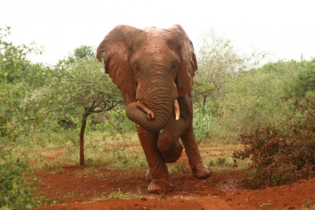Elephant Blog
