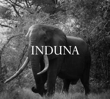 Elephant Blog