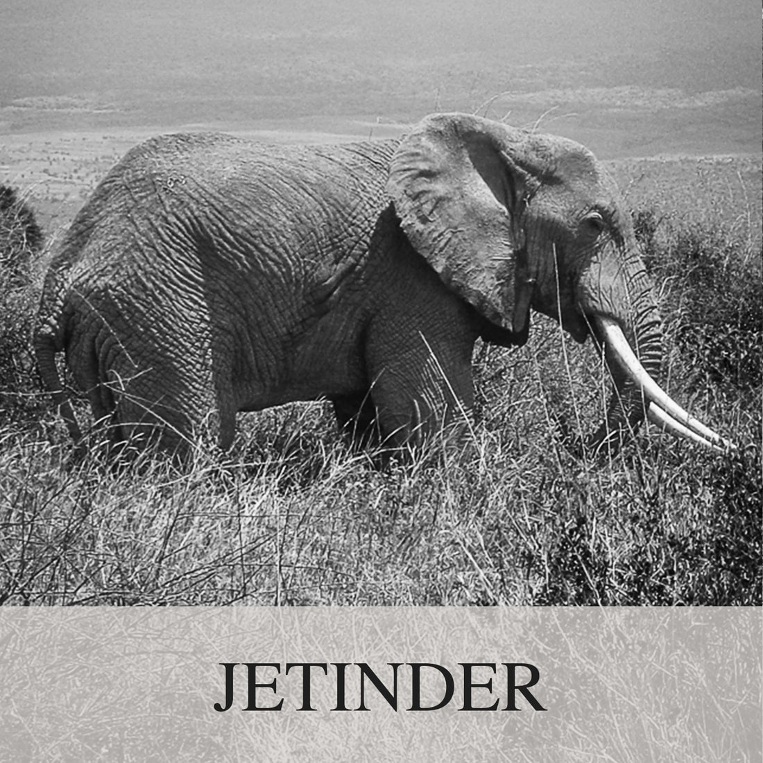 Elephant Blog