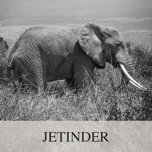 Elephant Blog