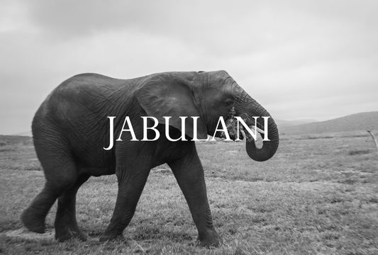 Elephant Blog