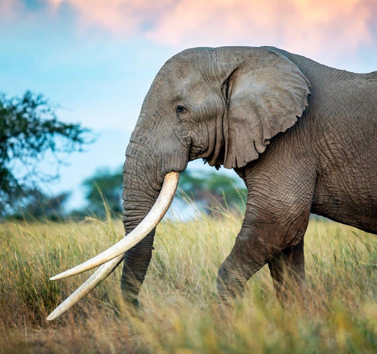 Wildlife Warrior