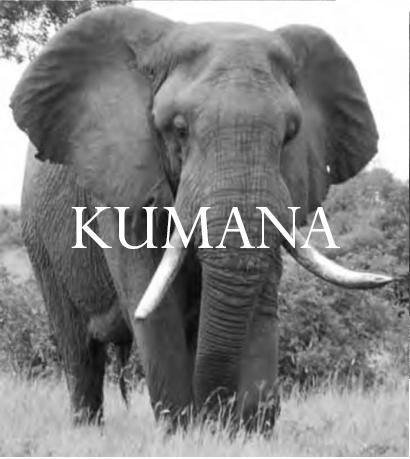 Elephant Blog