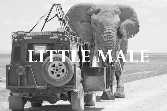 Elephant Blog