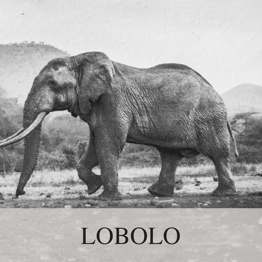 Elephant Blog