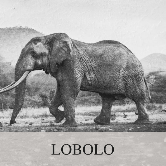 Elephant Blog