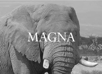 Elephant Blog
