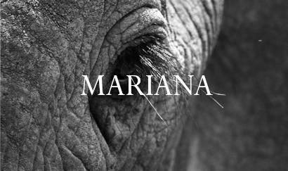 Elephant Blog