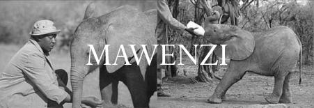 Elephant Blog