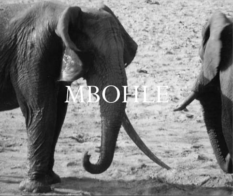 Elephant Blog