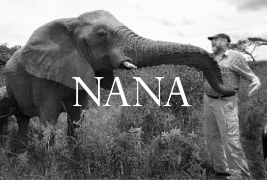 Elephant Blog