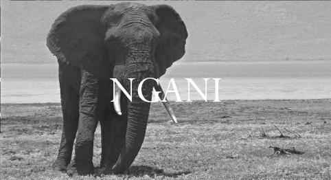 Elephant Blog