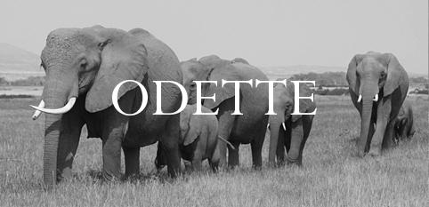 Elephant Blog