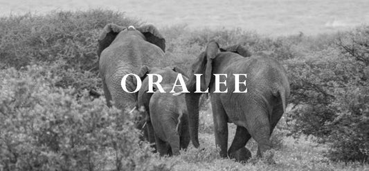 Elephant Blog