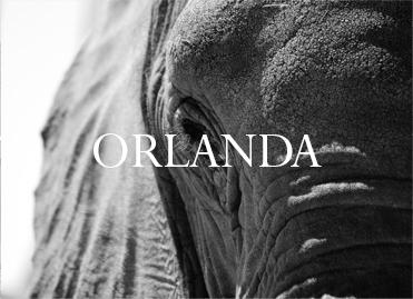 Elephant Blog
