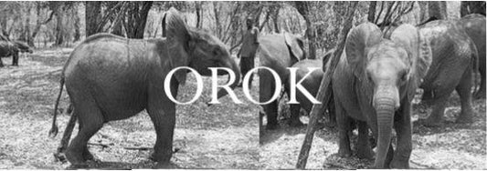 Elephant Blog