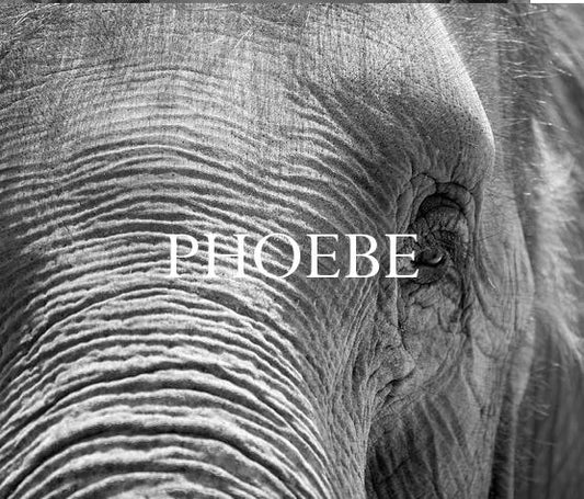 Elephant Blog