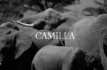 Elephant Blog
