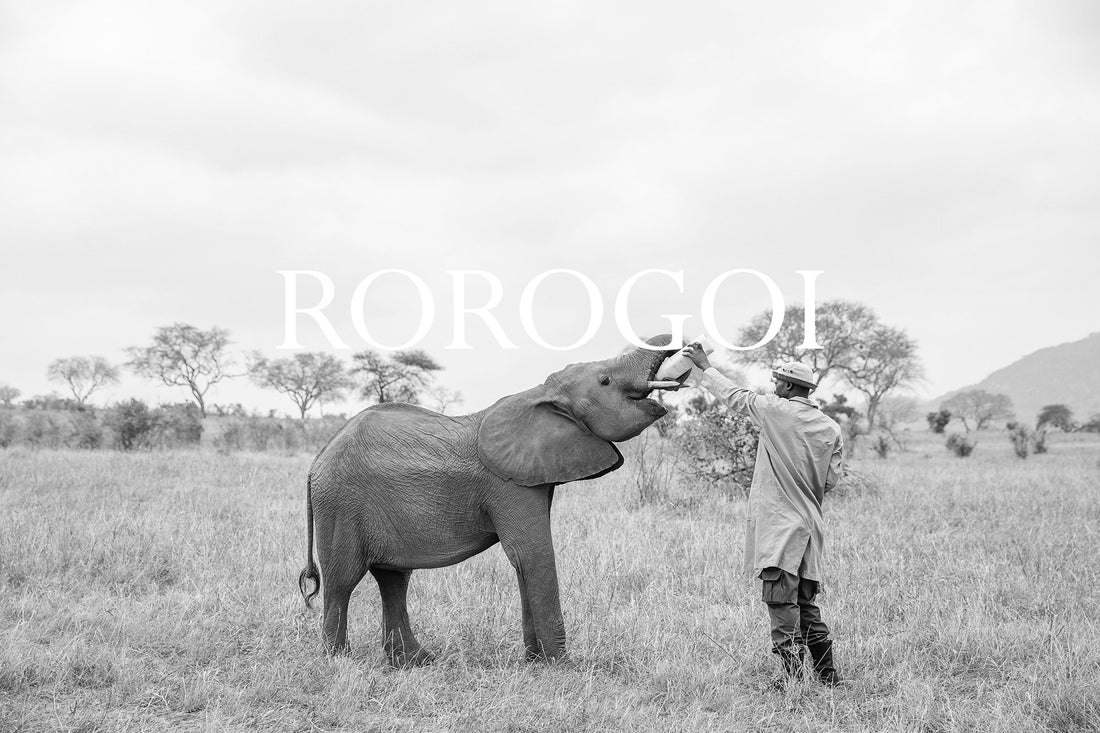 Elephant Blog