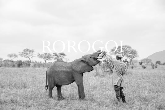 Elephant Blog