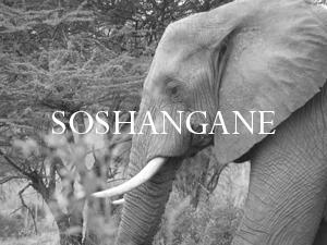 Elephant Blog