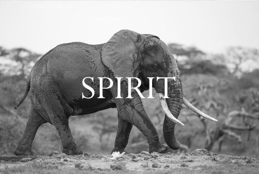 Elephant Blog