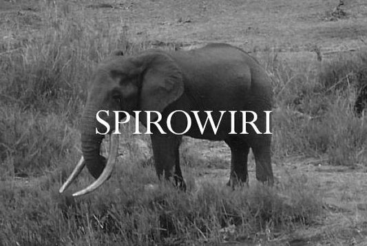Elephant Blog