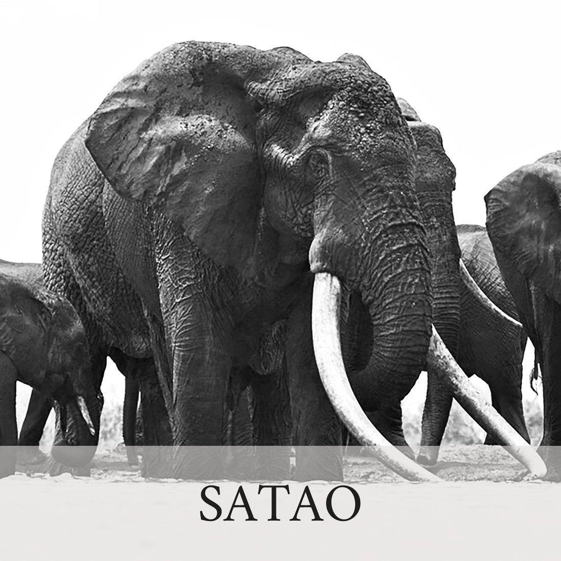 Elephant Blog