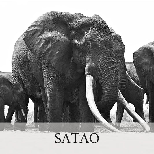 Elephant Blog