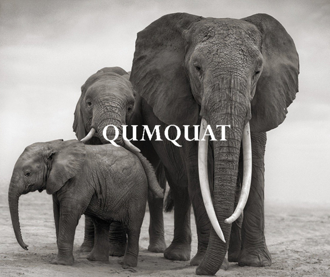 Elephant Blog