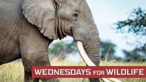 Ivory Trade Update 2020